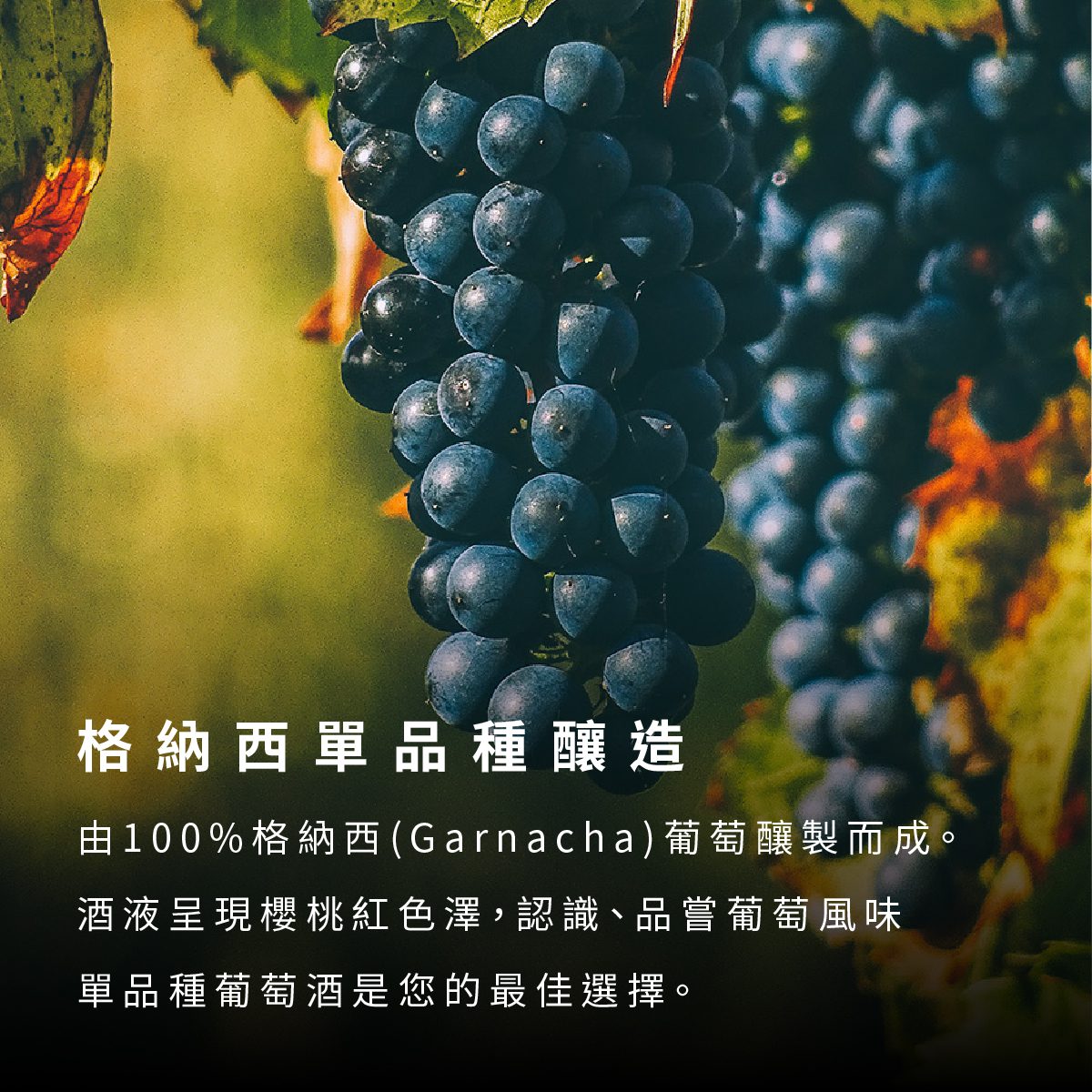 由100%格納西(Garnacha)葡萄釀製而成。酒液呈現櫻桃紅色澤，認識、品嘗葡萄風味，單品種葡萄酒是您的最佳選擇。
