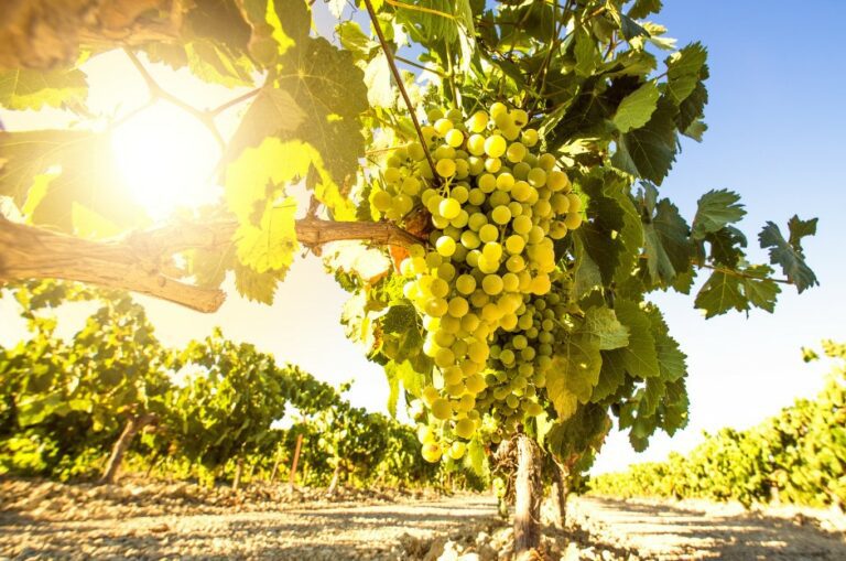 夏多內是全世界種植最廣泛，最受歡迎的白葡萄品種。